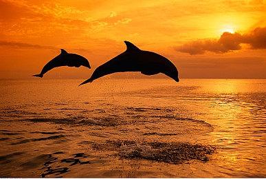 《南国盛宴》Steam页面上线 治愈系肉鸽经营模拟